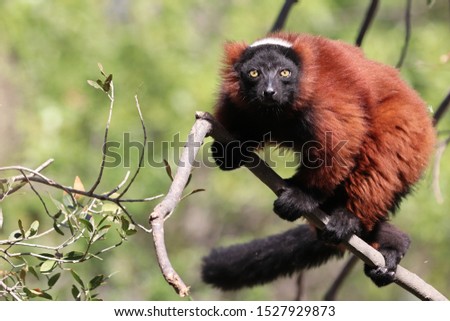 Reed ruffed lemur, Varecia Rubra, on a branch. They live in Madagascar.