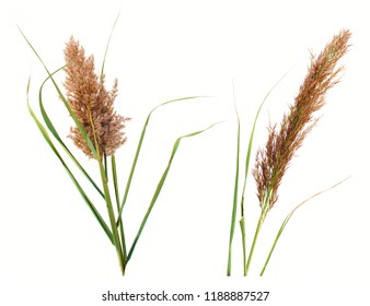 Reed Stems White Background Stock Photo 1188887527 | Shutterstock