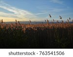 Reed at sunset