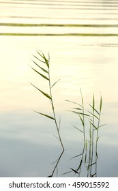 Reed in the sunset