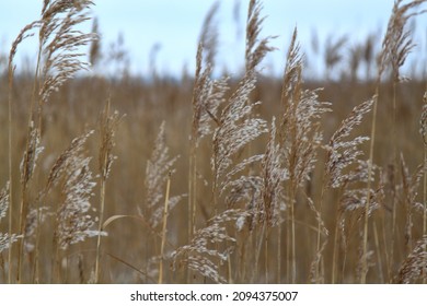 Reed thickets on the lake on a windy winter evening. Selective focus. High quality photo