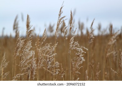 Reed thickets on the lake on a windy winter evening. Selective focus. High quality photo