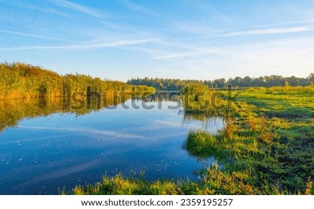 Reed and trees along a lake in wetland in sunlight in summer, Almere, Flevoland, The Netherlands, September, 2023