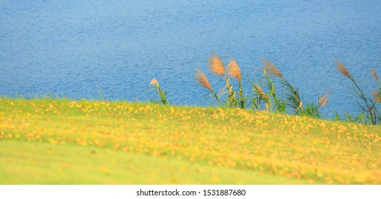 Reed trees and grass fields, rivers on a sunny day. Soft, beautiful background from nature.