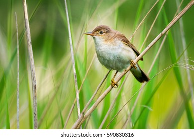 Reed Warbler