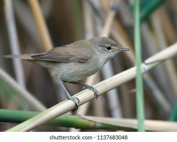 Reed warbler, Acrocephalus scirpaceus, single bird on branch, Hungary, July 2018