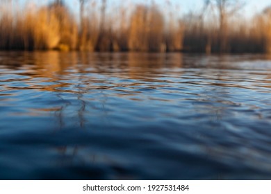 Reed at the water edge, low water surface angle