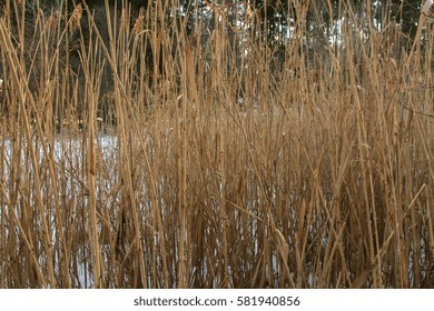 Reed in winter.