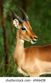 Reedbuck