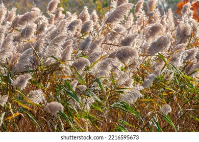 Reedgrass Blowing In The Wind