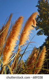 Reedgrass In The Evening