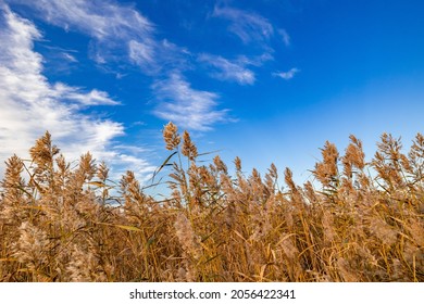 Reeds against the blue sky