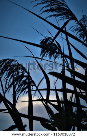 Similar – Image, Stock Photo natural phalanx Cactus