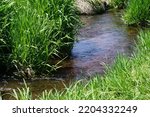 Reeds alongside a small stream
