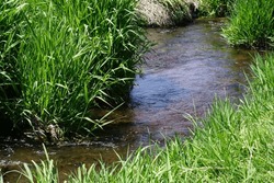 Reeds Alongside A Small Stream
