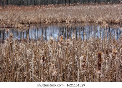 Reeds around the frozen water at the Great Swamp in Basking Ridge New Jersey