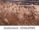 Reeds at Baegun Lake in Uiwang