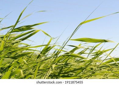 Reeds and blue sky. Wild Grass Sway From Wind Against Sky. Reeds Sway On The Wind And Sun Rays. Meadow Reed Sways. - Shutterstock ID 1911875455