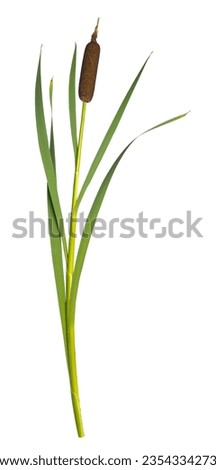 Reeds and cattail dry plant curved isolated against white background