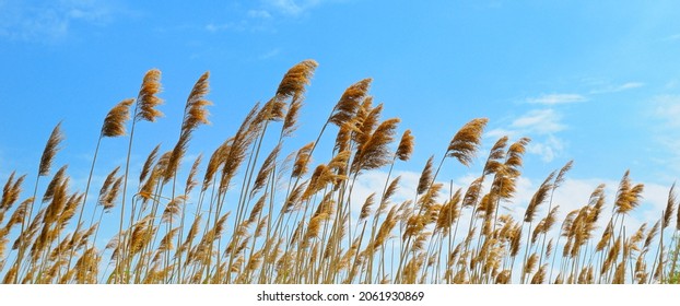 Reeds And Cattails On The River Bank. Tall Grass Against The Sky. Wide Format.