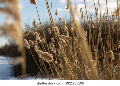 1,383 Reed Dance Stock Photos, Images & Photography 