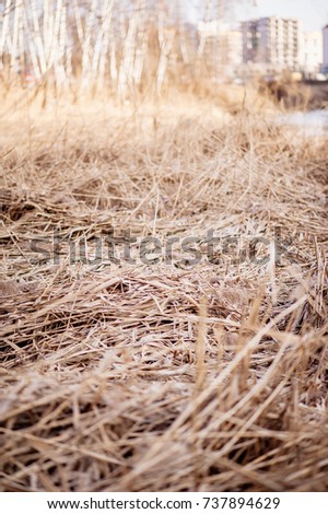 Reeds during fall time
