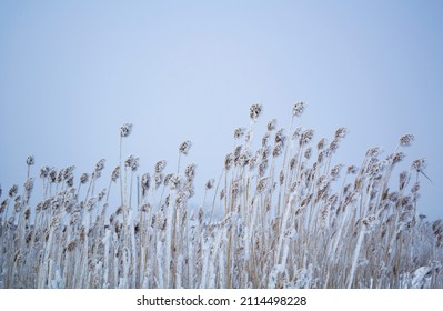 The Reeds Flowing In The Wind On A Winter Day