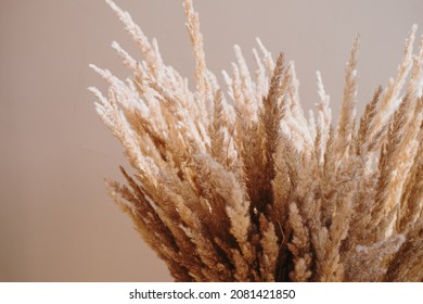 Reeds Foliage Bouquet On Beige Background. Aesthetic Elegant Bohemian Floral Design