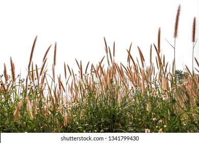 Reeds Of Grass Isolated And White Background.