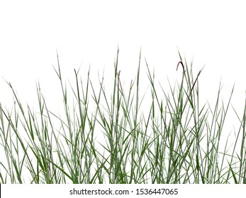 Reeds Of Grass Isolated And White Background.