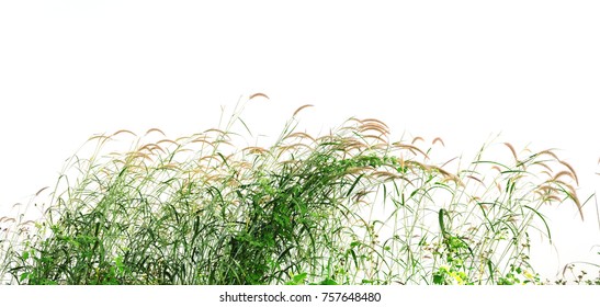 Reeds Of Grass Isolated And White Background.