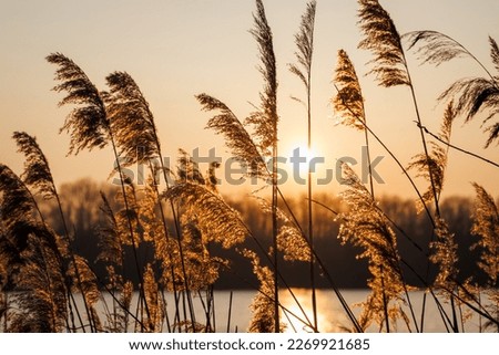 Reeds at lake. Golden sky during sunset. Tranquility in nature. Sunlight reflection on water