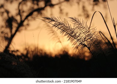 Reeds In Morning Sunlight Cinematic.