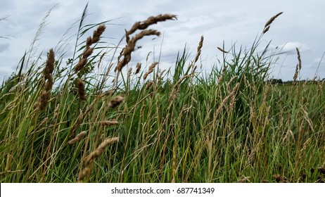 Reeds On Burwell Lode Cambridgeshire 