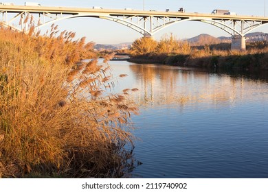 Reeds On The River Banks In The Mediterranean Basin