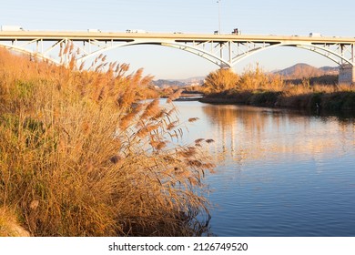 Reeds On The River Banks In The Mediterranean Basin