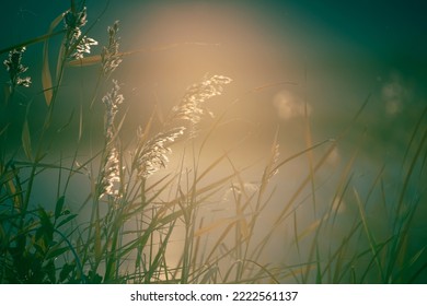 Reeds on the shore of the lake at sunset. Beautiful autumn landscape. Abstract nature background. Shalow depth of field - Shutterstock ID 2222561137