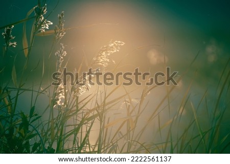 Reeds on the shore of the lake at sunset. Beautiful autumn landscape. Abstract nature background. Shalow depth of field
