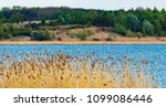 reeds on the Tarnobrzeg lake