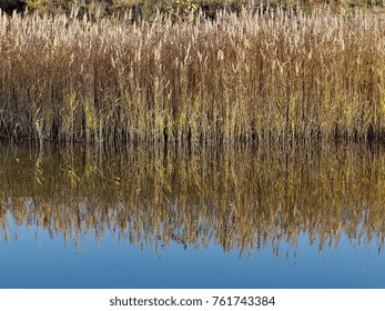 Reeds and Reflections