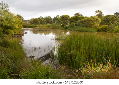 Reeds And Reflections In Cardiff Wetland Urban Stormwater Landscape