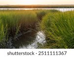  The reeds of the salt marsh at golden hou