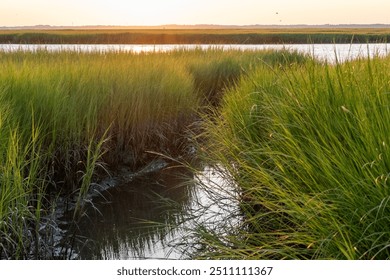  The reeds of the salt marsh at golden hou - Powered by Shutterstock