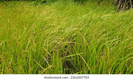 Reeds or reeds are a type of sharp leafy grass, which often become weeds on agricultural land. (Imperata cylindrica) - Shutterstock ID 2262607703