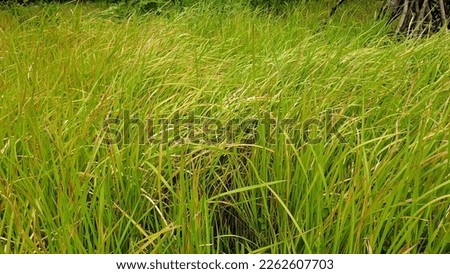 Reeds or reeds are a type of sharp leafy grass, which often become weeds on agricultural land. (Imperata cylindrica)