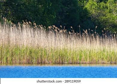 Reeds In The Water Edge At The Lake In Summer