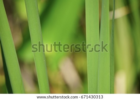Reeds Water Garden Japanese Floral Green Stock Photo Edit Now
