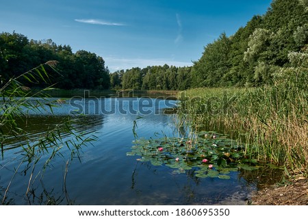 Reeds with water lilies at the northern part of the 