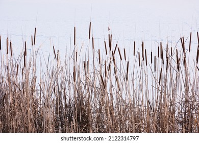 Reeds in winter. Frozen lake.