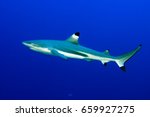 Reef blacktip sharks, Carcharhinus melanopterus, in Palmyra Atoll.